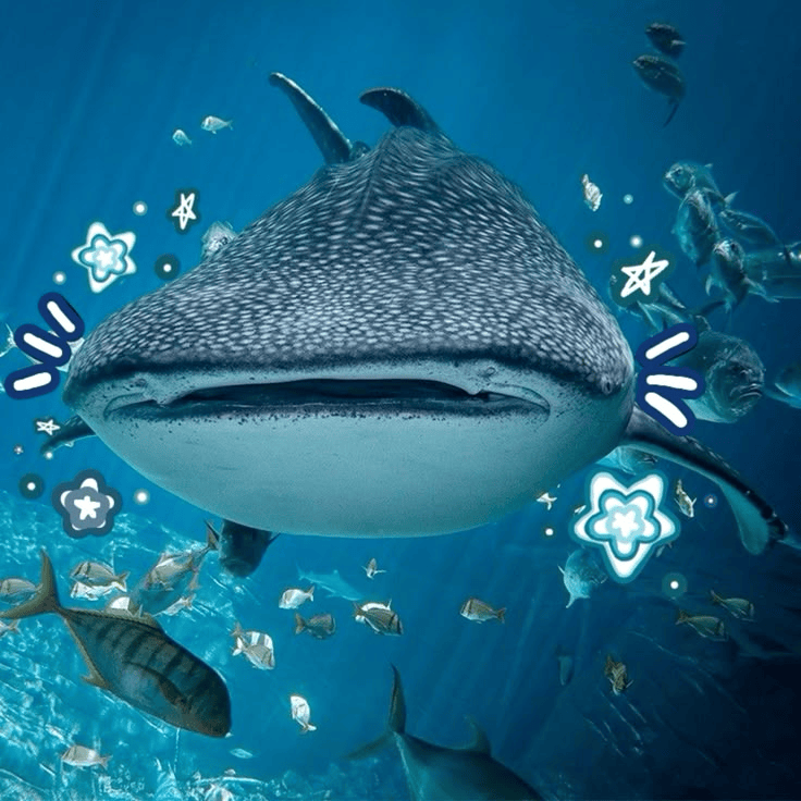 whale shark research&nbsp;poster!