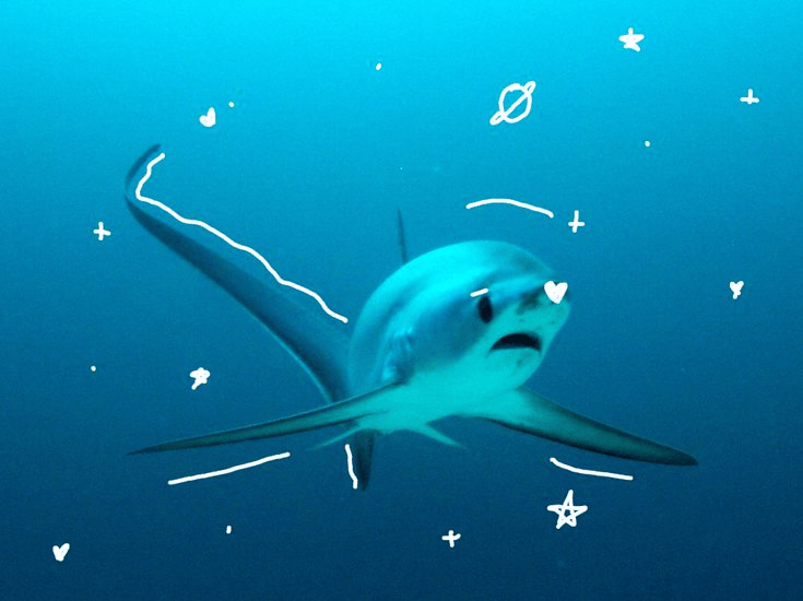thresher shark research&nbsp;poster!