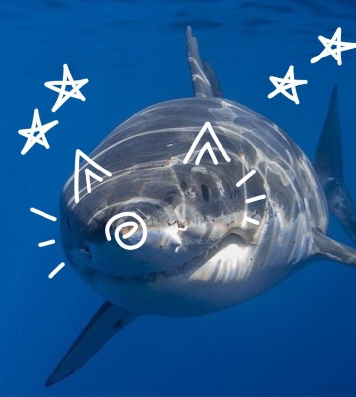 SHARK COURSE NOTES pt. 1&nbsp;(2,3,4)